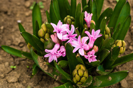 Colorful hyacinth flowers in the garden. Close up photo.