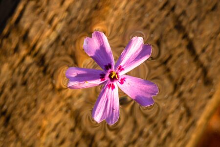 Macro shot of a light purple wild flower isolated on waterの写真素材