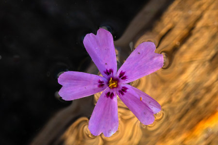 Macro shot of a light purple wild flower isolated on water