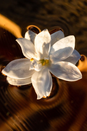 Macro shot of a white lilac flower isolated on water.の写真素材