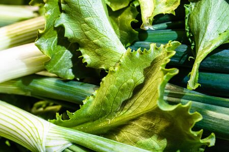 Bunch of green onions and green salad. Spring onions detail, healthy food conceptの写真素材