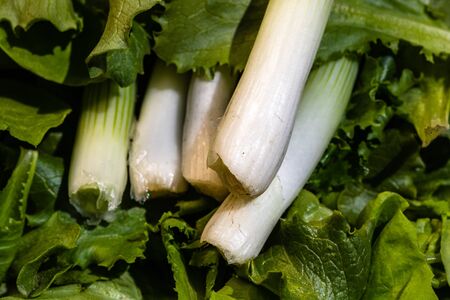 Bunch of green onions and green salad. Spring onions detail, healthy food conceptの写真素材