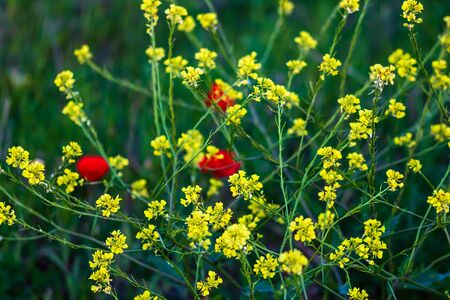 Close up of wild yellow and small flowers outdoor in sunlight,の写真素材