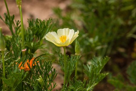 Close up of orange California poppy flowers in a garden,の写真素材