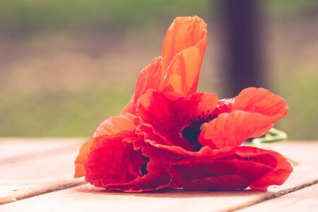 Close up of red wild poppy flowers in the sunlight with selective focus on blurred background.の写真素材
