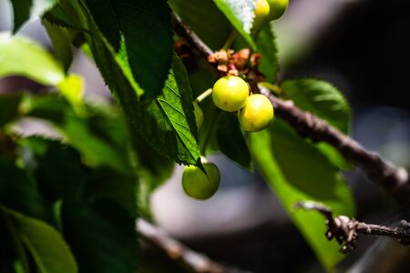 Close up of green unripe cherry fruit in tree.の写真素材