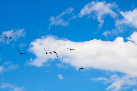 Many pigeons birds flying in the cloudy skyの写真素材