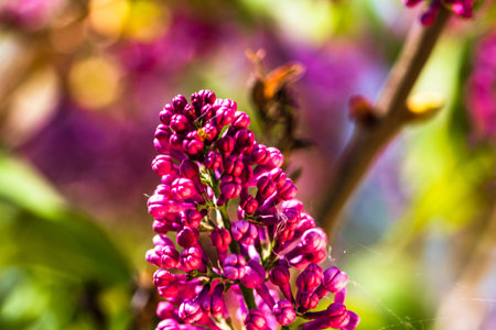 Close up of pink lilac flowers isolated on blurred background.の写真素材
