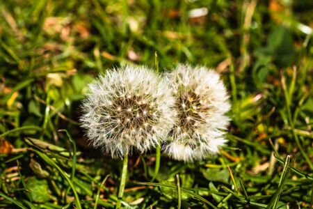 Dandelion flowers on a field, shallow focus.の写真素材