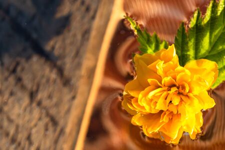 Macro shot of Kerria japonica Pleniflora flower isolated on water. Yellow Japanese rose close up .の写真素材