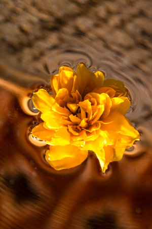 Macro shot of Kerria japonica Pleniflora flower isolated on water. Yellow Japanese rose close up .