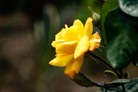 Close up of yellow rose flower isolated with background of green leaves.の写真素材