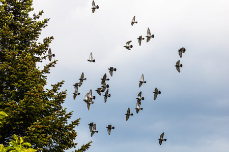 Many pigeons birds flying in the cloudy sky