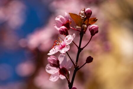 Close up of cherry blossoms flowers isolated, cherry flowers background.の写真素材