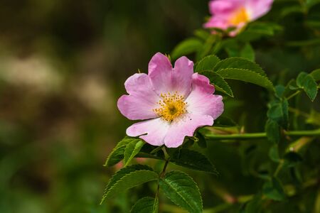 Close up of wild pink rosehip ( Rosa canina) flowers outdoor in sunlight,の写真素材