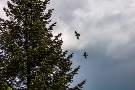 Two pigeons flying in the cloudy skyの写真素材
