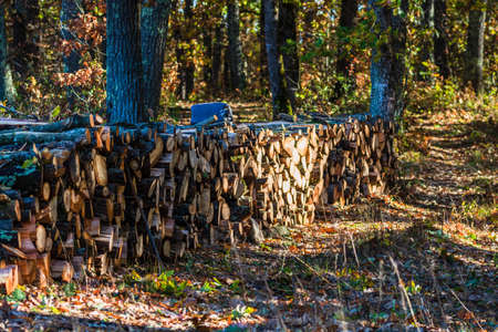 Sawing woods in forest close up isolated.の写真素材