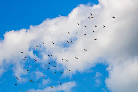 Many pigeons birds flying in the cloudy sky