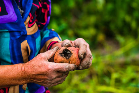 Dirty hard worked and wrinkled hands holding fresh organic potatoes. Old woman holding harvested drought damaged potatoe in hands.の写真素材