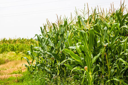 Sun lights over a green corn field growing, detail of green corn on agricultural field.