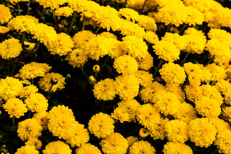 Selective focus on floral background wallpaper with Chrysanthemum flowers, colorful autumn Mums