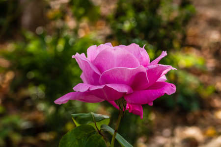 Delicate colorful rose isolated in garden with copy space. Rose isolated background wallpaper.の写真素材