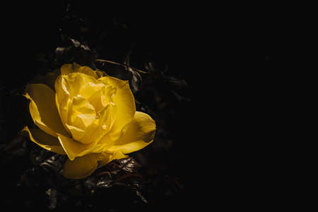 Delicate colorful rose isolated on black with copy space. Rose isolated background wallpaper.の写真素材