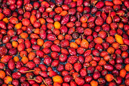 Selective focus on freshly picked rose hips fruits isolated. Background of red rose hip fruits.の写真素材