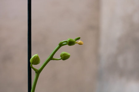Beautiful delicate Phalaenopsis orchid buds, detail and close up photo.の写真素材