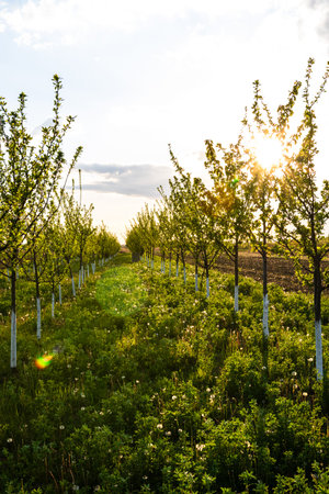 Beautiful sun lights over the orchard of lined trees with painted trunks in white.