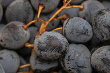 Close up of ripe grapes, background of grapes.の写真素材