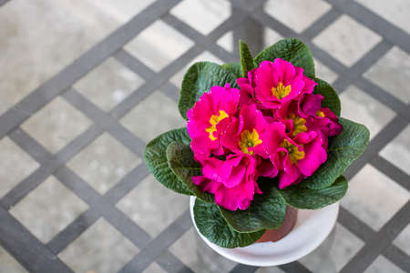 Primula primrose flowers close up, pink primrose in a pot.の写真素材