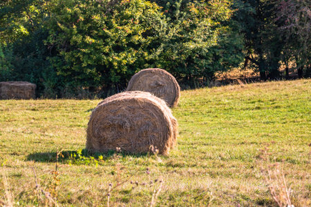 Agricultural field with haystacks, stack of round hay bales. Hay balls on a field.
