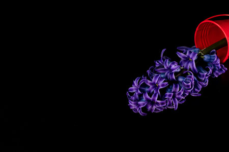 Purple hyacinth flower isolated on black background.