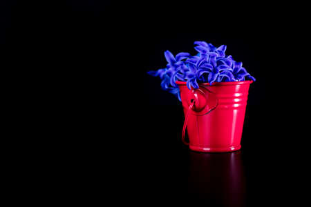 Hyacinth flowers in mini decorative bucket. Small metal bucket with flowers isolated on black.の写真素材