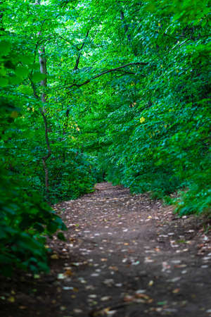 Selective focurs of natural beautiful and mysterious way in the forest.の写真素材