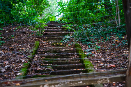 Selective focurs of natural beautiful and mysterious way in the forest.の写真素材