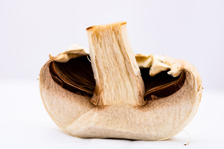 Fresh champignons, champignon mushrooms, close-up, isolated