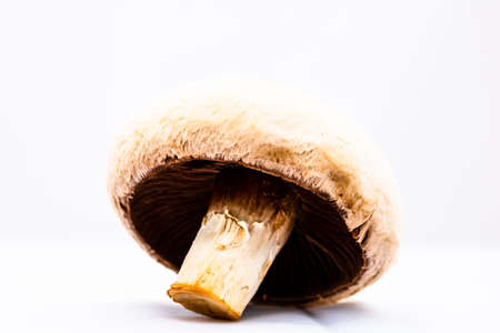 Fresh champignons, champignon mushrooms, close-up, isolatedの写真素材