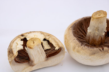 Fresh champignons, champignon mushrooms, close-up, isolated