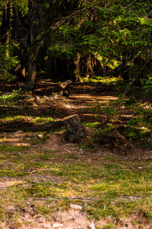 View through forest trees, sunlights over the mountain forest details