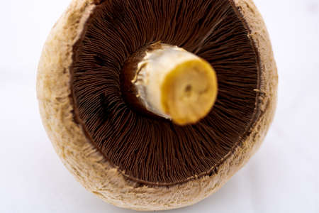 Fresh champignons, champignon mushrooms, close-up, isolatedの写真素材