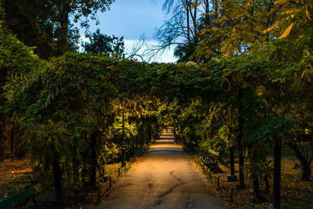 Night scene. Dark alley in Cismigiu Gardens Park at night in downtown Bucharest, Romania, 2021のeditorial素材