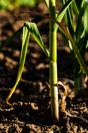 Spring onions grown in vegetable garden plots, Organically grown onions
