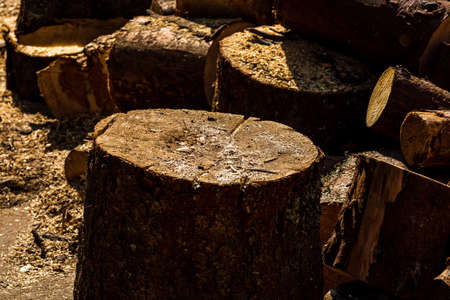 Cut and stacked dry woods. Pile of sawing woods.の写真素材