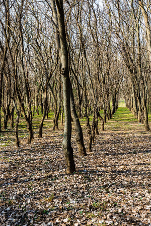 Tree trunks in a dense forest, way through rows of trees.
