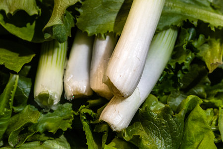 Bunch of green onions and green salad. Spring onions detail, healthy food conceptの写真素材
