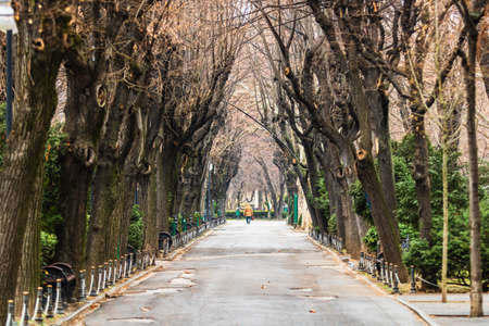 Empty alley in Cismigiu park in Bucharest, capital city of Romaniaのeditorial素材