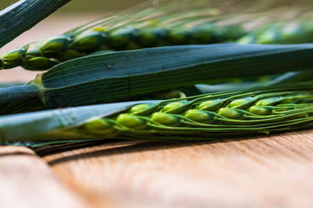Close up of green ears of wheat isolated.の写真素材