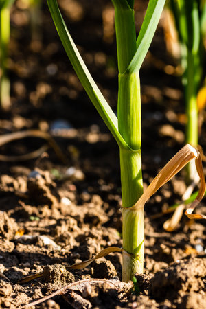 Spring onions grown in vegetable garden plots, Organically grown onions